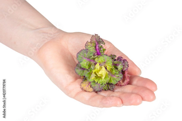 Obraz Fresh healthy Sproud flower isolate on white background.