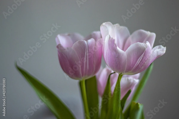Fototapeta Bokeh. Delicate, soft, pink tulip with green leaves. Beautiful spring flowers.