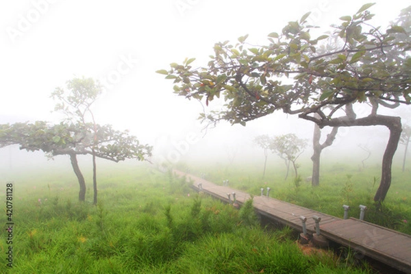 Obraz Krachiew flowers on a foggy day in Pa Hin Ngam National Park in Thailand