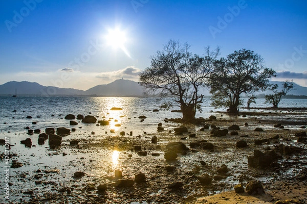 Fototapeta Old mangrove tree with a colorful sunset during low tide at Mor Mu Dong area in Phuket Thailand