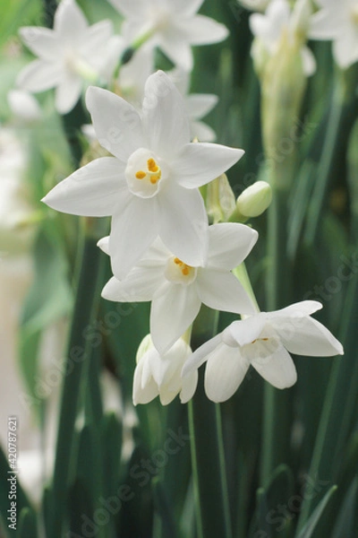 Fototapeta close up narcissus . Narcissus White. spring flowers. Narcissus Paperwhite Ziva blooms in the garden. springtime background. beautiful  small narcissus macro photo. flower garden in spring. 
