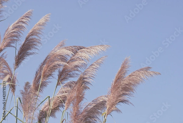 Fototapeta Soft gently wind grass flowers in aesthetic nature of early morning light blue sky background. Quiet and calm image in minimal zen mood. Spring nature in pastel tone.