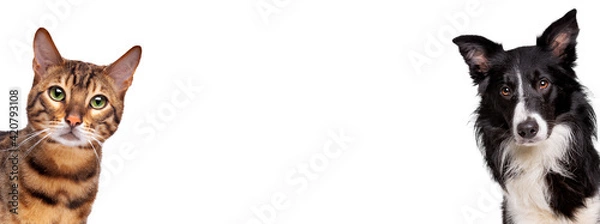 Obraz portrait of a tabby cat and a border collie sheepdog