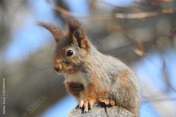 Fototapeta Squirrel