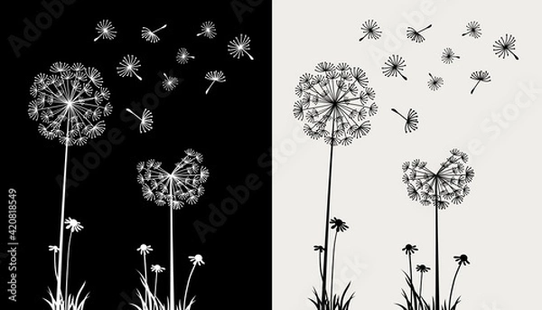 Fototapeta Dandelion flying in the wind on black and cream background