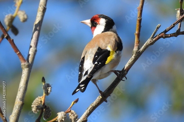Fototapeta Goldfinch