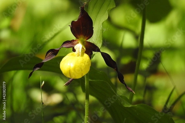 Fototapeta Rare orchid