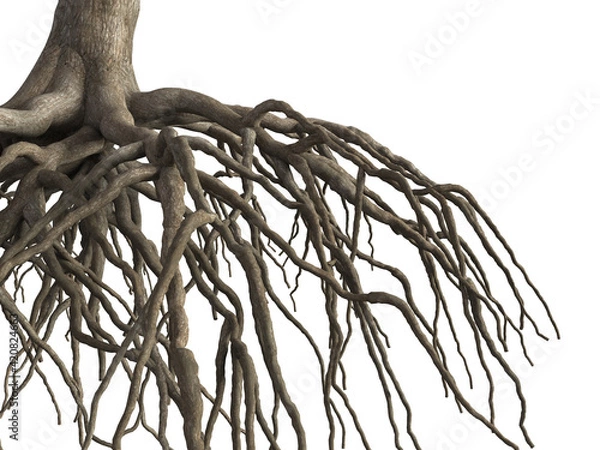 Obraz Tree root isolated on white background. 3d rendering.