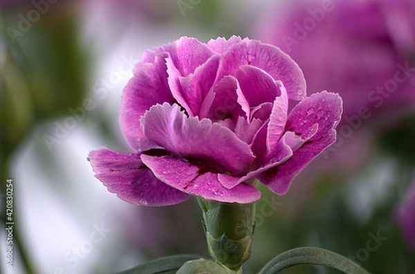 Obraz Blühende Nelke