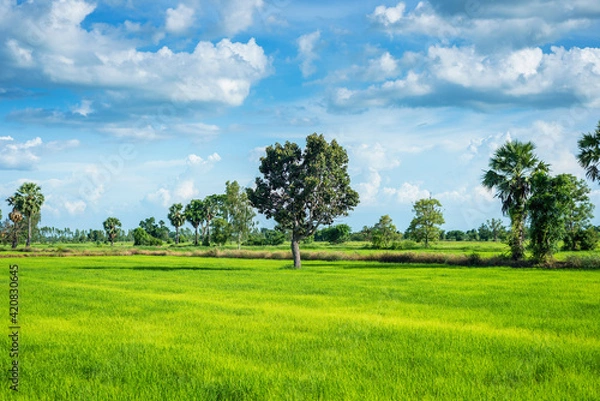 Obraz Central tree green rice paddy fields