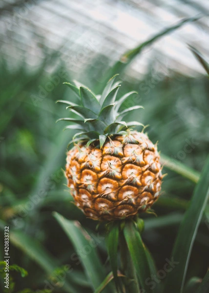 Obraz Ananás