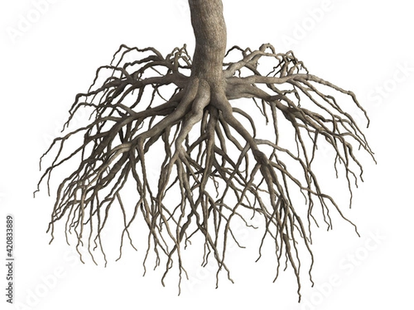 Obraz Tree root isolated on white background. 3d rendering.