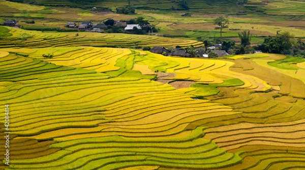 Obraz Terraced rice fields