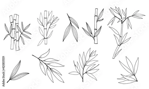 Fototapeta Hand drawn illustration with bamboo stem and leaves. Set of bamboo tree leaves. Hand drawn botanical collection. Drawing of parts of bamboo and sections of branches and leaves on a white background. 