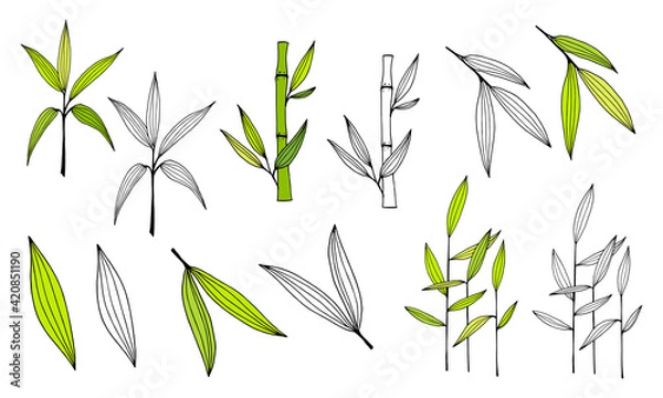 Fototapeta Hand drawn illustration with bamboo stem and leaves. Set of bamboo tree leaves. Hand drawn botanical collection. Drawing of parts of bamboo and sections of branches and leaves on a white background. 
