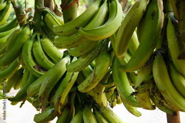 Obraz bunch of bananas