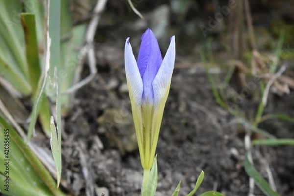 Obraz spring flowers snowdrops