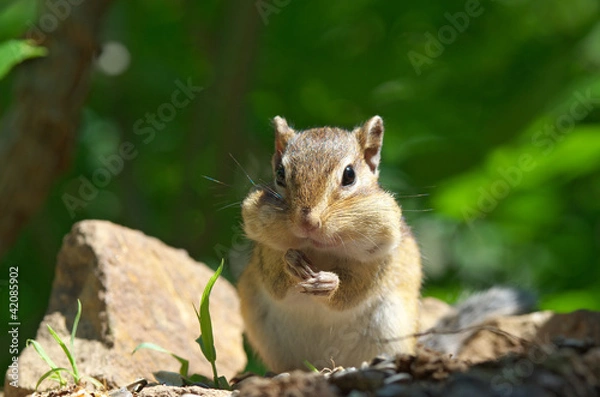 Obraz ひまわりの種を食べるエゾシマリス