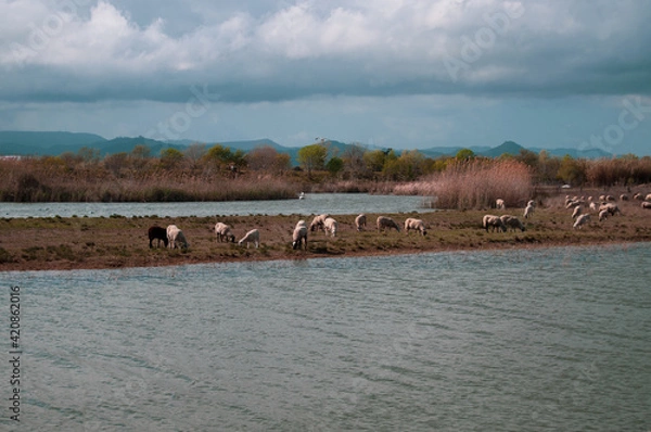 Fototapeta Campo ovejas