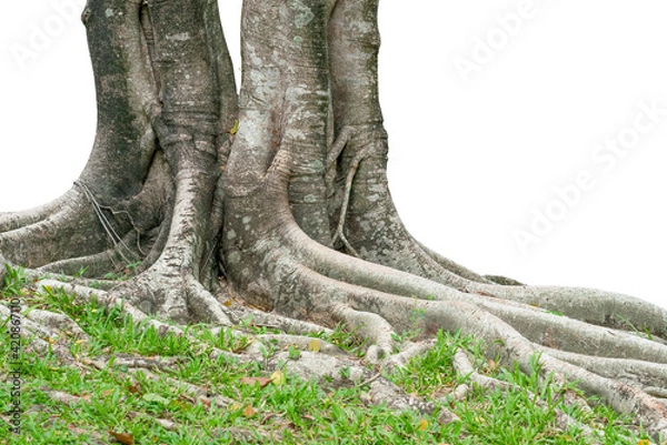 Fototapeta A large banyan tree with many roots.