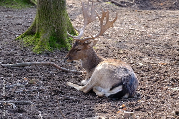 Obraz deer in the forest