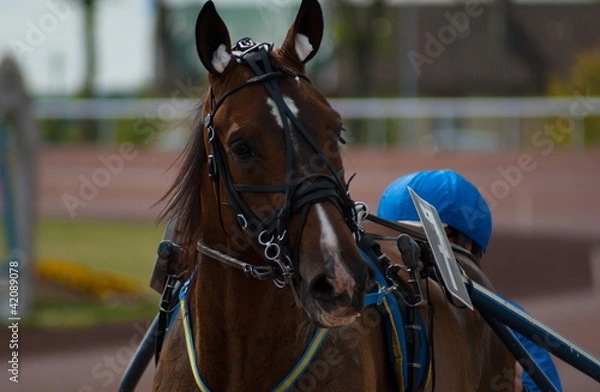 Obraz cheval de course