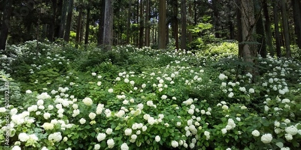 Fototapeta 杉林の下に白いアジサイが群生している風景