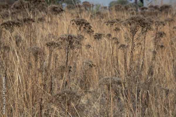 Obraz grass in the field
