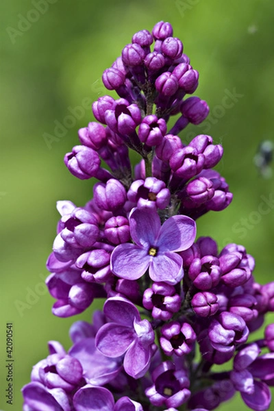 Obraz Lilac in bloom.
