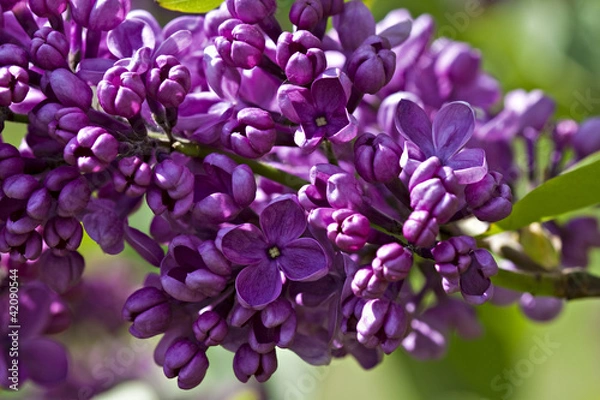 Obraz Lilac in bloom.