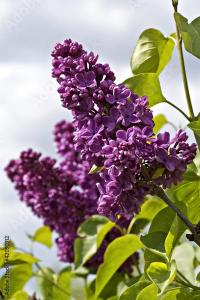 Obraz Lilac in bloom.