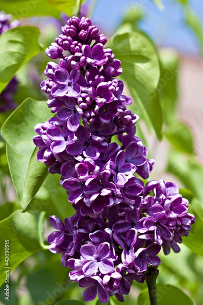 Obraz Lilac in bloom.