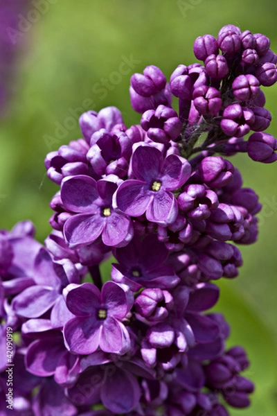 Obraz Lilac in bloom.
