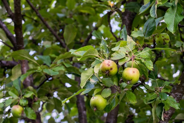 Fototapeta Half ripe apples on an apple tree. The apples are red and green.