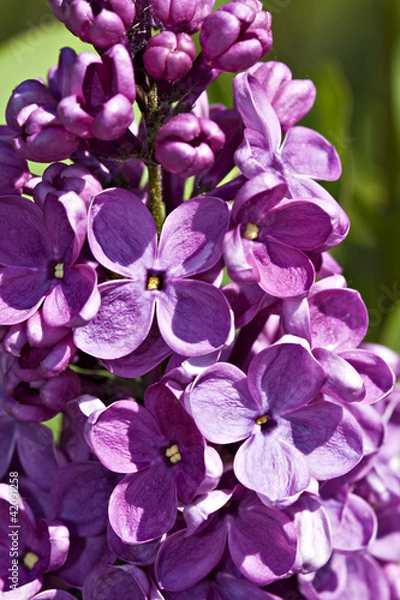 Obraz Lilac in bloom.