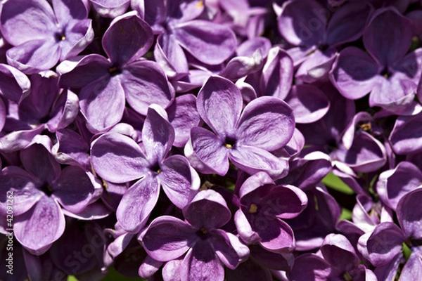 Obraz Lilac in bloom.
