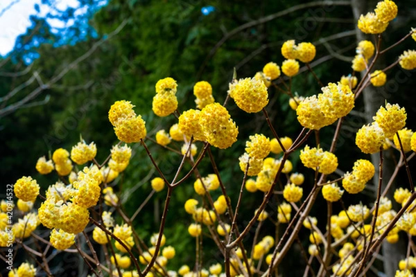 Obraz 国見のミツマタ