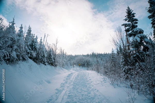 Obraz winter landscape with trees