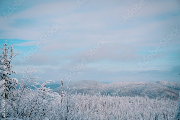 Obraz winter landscape with trees and snow