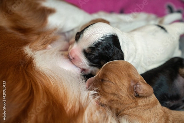 Fototapeta Cavapoo Puppies Feeding from their mother.