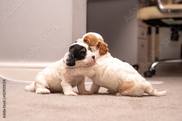 Fototapeta Cavapoo Puppies having a cudle