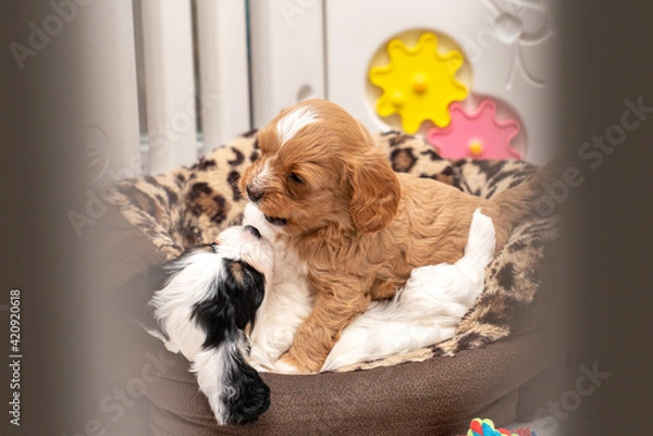 Fototapeta Cavapoo Puppies playing 
