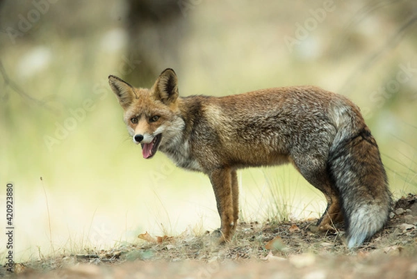 Fototapeta Portrait of a red fox full-body specimen and looking at the front in a forested environment. Image made in a wildlife reserve in Spain.