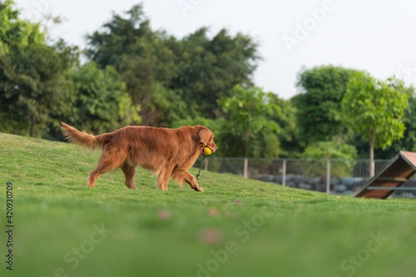 Fototapeta Golden Retriever running and playing on the grass in the park