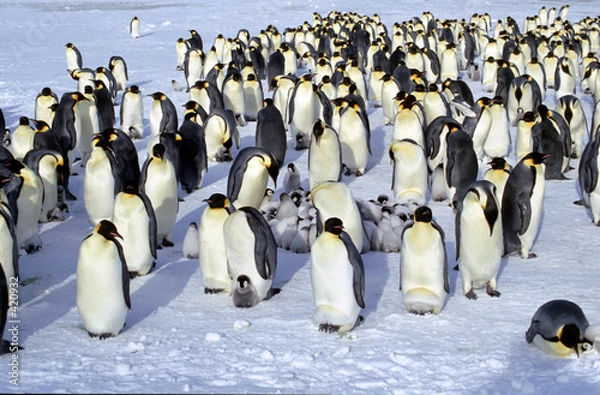 Obraz colonie de manchots empereurs avec sa crèche