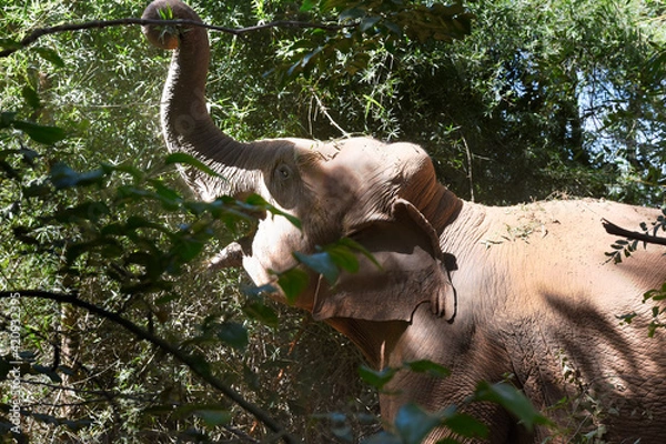Obraz moment of elephant in the jungle