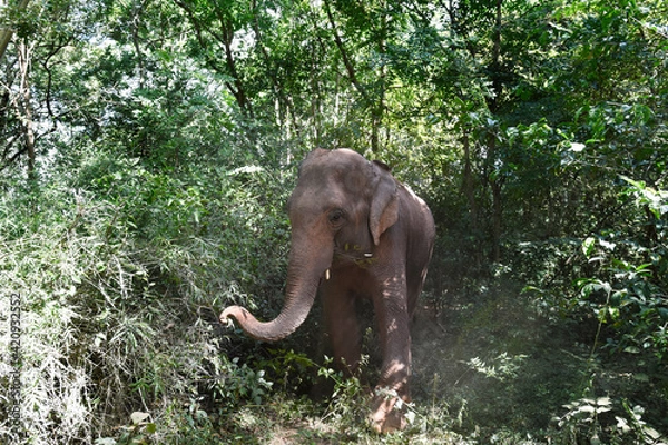 Obraz moment of elephant in the jungle