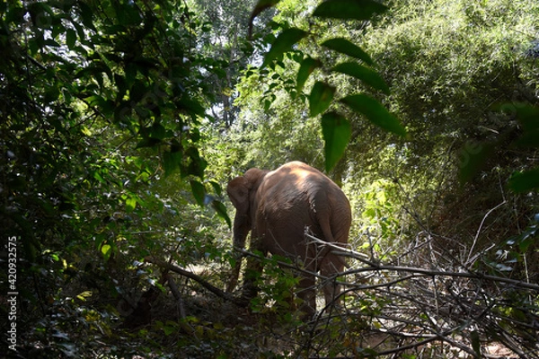 Obraz moment of elephant in the jungle