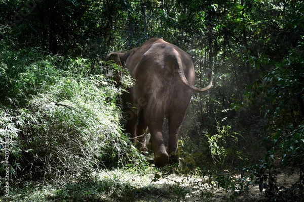 Obraz moment of elephant in the jungle