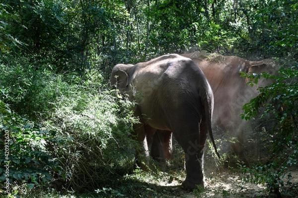 Obraz moment of elephant in the jungle